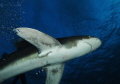 Under the king....
Oceanic White Typ Shark