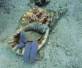 Triton devours blue starfish.
Prince John housereef.