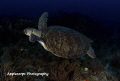 Green Turtle in flight - Juno Beach, FL