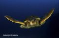 Loggerhead Turtle swimming at 90 feet along the wreck of the Esso Bonaire, Jupiter, FL