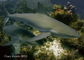 Sharks Synchronised Swimming