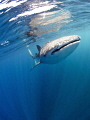 Whaleshark coming through the waters of Djibouti.
Nikon 7000, 10-17 fisheye at 10mm end, ISO 400, f10, 1/100, no flash