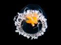 Very small jellyfish (don't know the name)
Shot taken with Nikon 60 mm macro. F/25, 1/250s