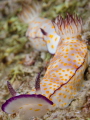 nudibranchia race... shot with 60mm, f/20, 1/200s