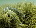 Pair of courting pike in Wraysbury Dive Site. Natural light