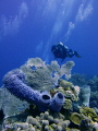 Reef Scenic with Diver , Roatan, Honduras- West End Wall.
Canon S 100 in Canon housing