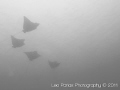 School of Eagle rays, shot in 2010 at Playas del Coco in Costa Rica