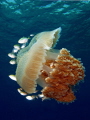 Indopacific jellyfish in Pemuteran, Bali