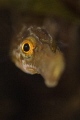 A very curious pipe fish shot while freediving
Nikon D7000, 105mm + Inon UCL 165, 1/250, f16, iso 100