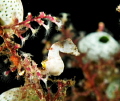 Pontohi Pygmy Seahorse, Nikon 60mm
