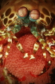 Mantis shrimp