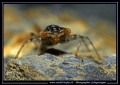 Face to face with this beautiful Damselfly larva...