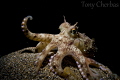 Coconut Octopus... the entertainer.
