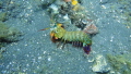 muck diving in Indonesia , take with Sony 
