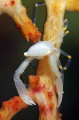 crab.......