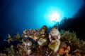 Reefscape