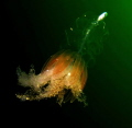 a deep water jeelyfish photografed at 5 meters depth