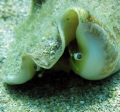 Conch eyes