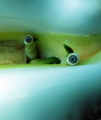 Conch eyes take 2.