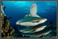 Sharks at Vertigo, Yap Island, Micronesia. D7000, 10mm, 1/160, f13