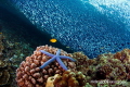 Pescador Island view