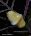 Flamingo Tongue Snail taken with Canon T2i, Canon 60mm, Z240 Strobes.