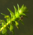 water spider 
Argyroneta aquatica