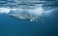Whale shark outside cebu in the Philippines. I was using a Canon 5 D wide angle 17 mm. Early in the morning at 6.30 a.m.  Jusy snorkeling.