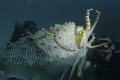 A cuttlefish attacking a diver. Or at least it looks like that Check out the fear in the divers eye!