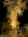F8 - 1/250 - Iso 100  Yellow pigmy Seah.
I really like because the polyps are open and beautiful pigmy is taken from the front, I hope you all can appreciate, this shot from Anilao!