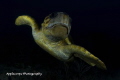 Loggerhead Turtle along Juno Beach, FL Reef . . .