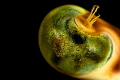 Eye of crab
(taken with wetdiopter +15 homemade)