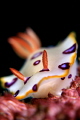 Nudibranch 
(uncropped)