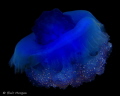 Blue Jellyfish, Shark Reef Marine Reserve, Fiji Islands