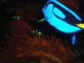 Nemo & CO.