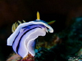 nudibranch