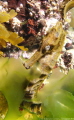 Common Seahorse, 12cm in length