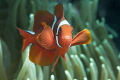 Orange Fin Anemonefish
 'Clockwork Orange'
  www.bunakenhans.com
  Bunaken,Sulawesi, Indonesia.
  Nikon D 300 S