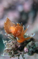 Nudibranch, size: 2cm, 5m depth, Lobster bay divesite