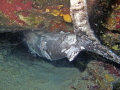 Just south of the Rappel mooring,a shelf between the shore and the blue, in 25' we found this Marlin, 6’ sticking out of a small cave under an overhang, 6’ + and the spike are jammed in the hole. How did it get stuck, was it chasing food? suicide?