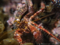 helmet crab at lobster bay 4m depth, size 5cm