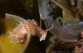 nudibranch, size: 2cm, 5m depth at lobster bay divesite