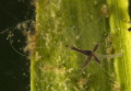 brown hydra on Kalmus.
Lake Schöhsee.
Canon 600D, 60mm macro,
Ikelite 150, Inon S2000,
f/11   1/200 sec