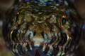 lizard fish... portrait