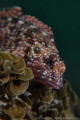 marbled rockfish, scorpion fish, size: 2cm-3cm in length, 5m depth, lobster bay divesite.