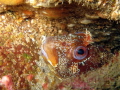 Peek a boo
Tompot Blenny on the wreck of the James Eagan Layne out of Plymouth

canon powershot S95 in canon housing