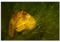 Taken in Lembeh. 60 mm macro.