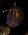 The seaweed blennys of Blue Heron Bridge. Quasimodo. They are more like pets then fish.