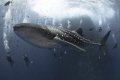 Whale shark swimming circles around roca partida, mex.
