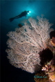 Sea Fan and diver in Buyat Bay, North Sulawesi.